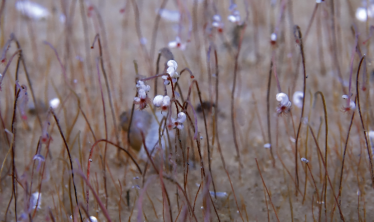 深渊海沟最深处发现繁盛的化能合成 生物群落